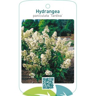 Hydrangea paniculata ‘Tardiva’