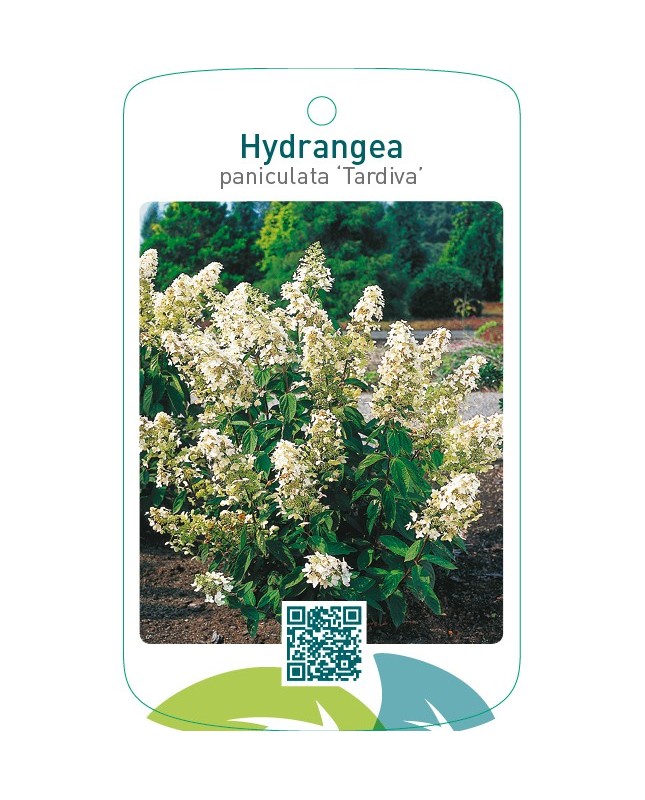 Hydrangea paniculata ‘Tardiva’