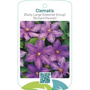 Clematis [Early Large flowered Group] ‘Richard Pennell’   **