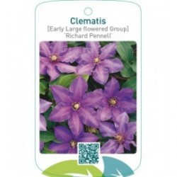 Clematis [Early Large flowered Group] ‘Richard Pennell’   **