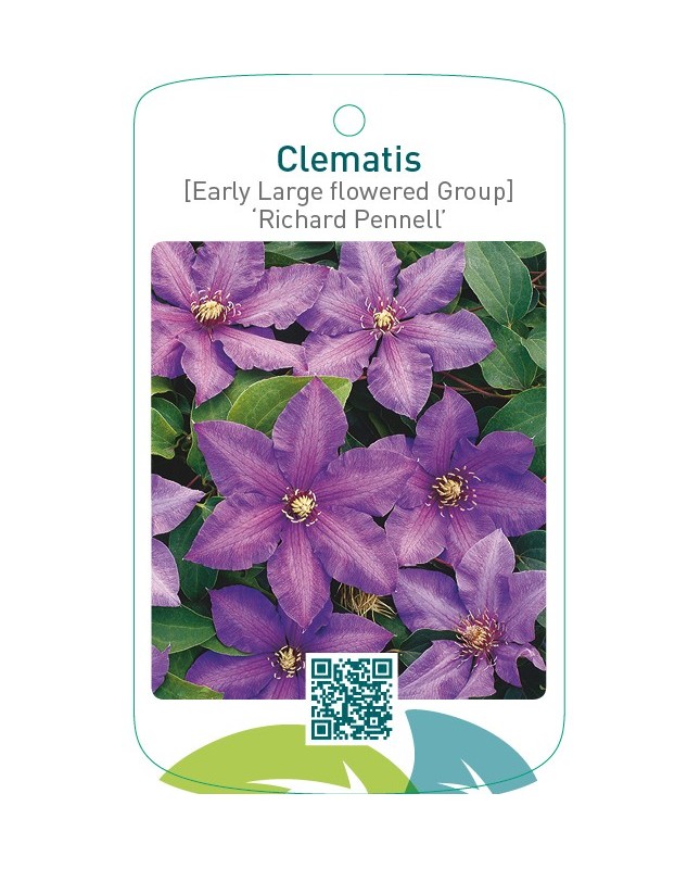 Clematis [Early Large flowered Group] ‘Richard Pennell’   **