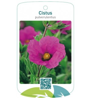 Cistus pulverulentus
