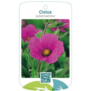 Cistus pulverulentus