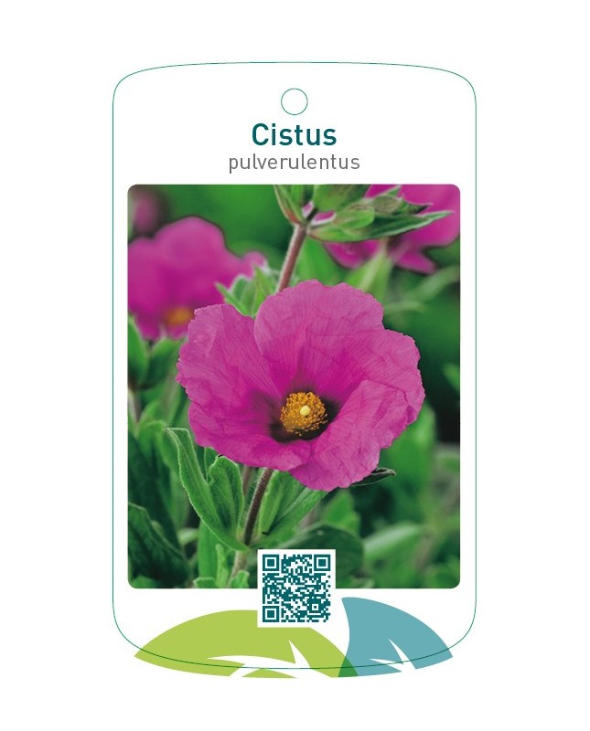 Cistus pulverulentus