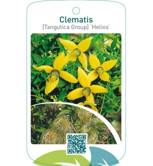 Clematis [Tangutica Group] ‘Helios’