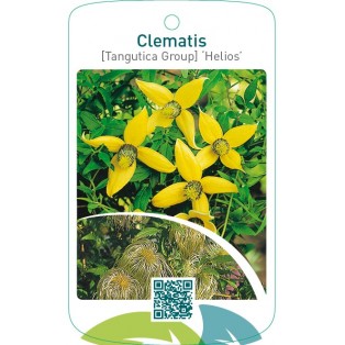 Clematis [Tangutica Group] ‘Helios’