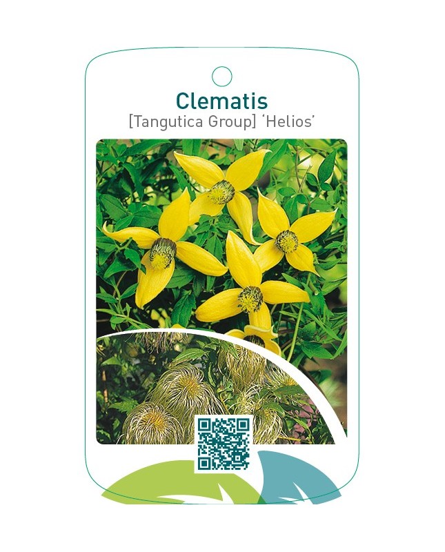 Clematis [Tangutica Group] ‘Helios’