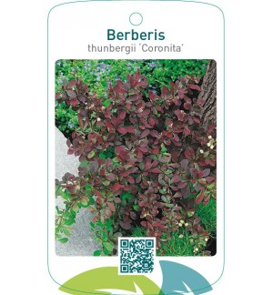 Berberis thunbergii ‘Coronita’