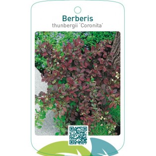 Berberis thunbergii ‘Coronita’