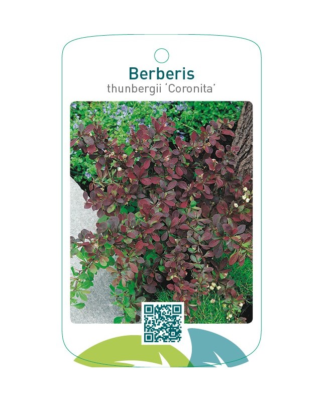 Berberis thunbergii ‘Coronita’