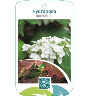 Hydrangea quercifolia