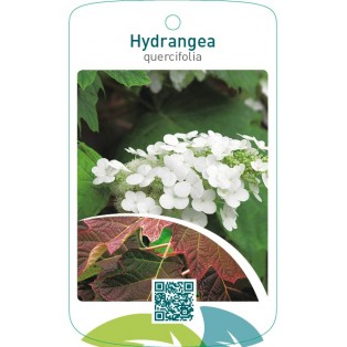 Hydrangea quercifolia