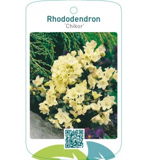 Rhododendron ‘Chikor’