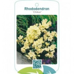 Rhododendron ‘Chikor’