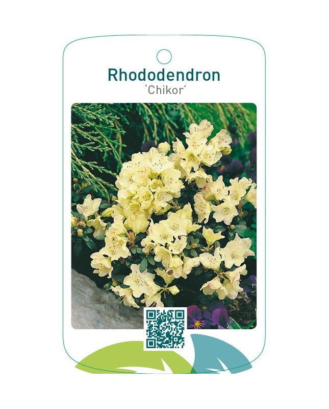Rhododendron ‘Chikor’