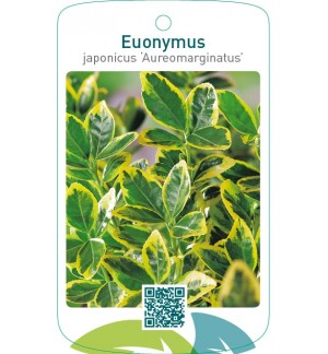 Euonymus japonicus ‘Aureomarginatus’