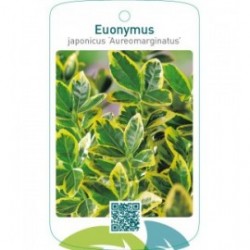 Euonymus japonicus ‘Aureomarginatus’