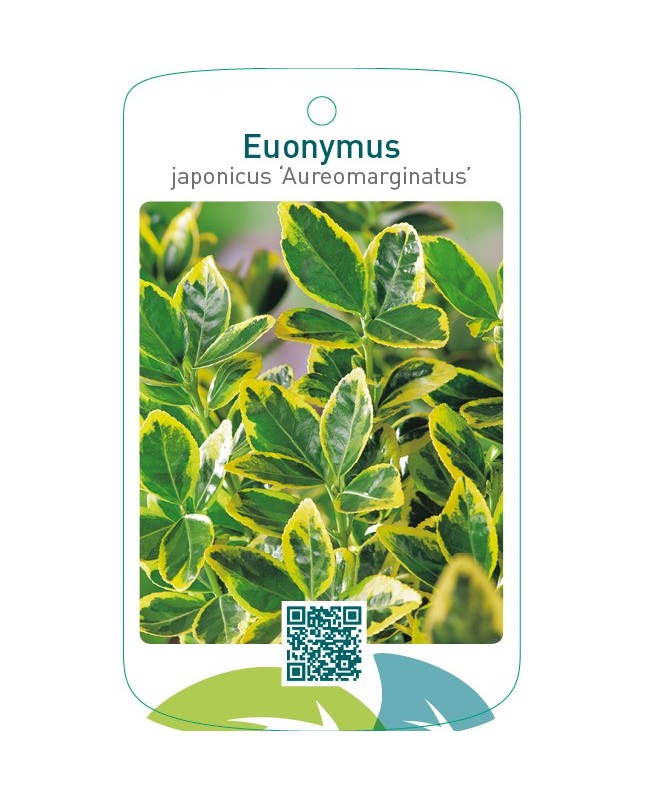 Euonymus japonicus ‘Aureomarginatus’