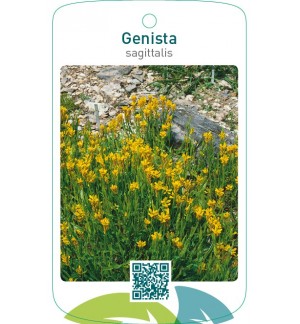 Genista sagittalis