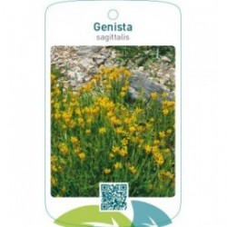 Genista sagittalis