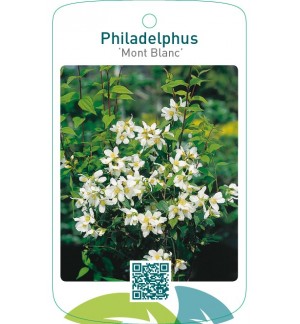 Philadelphus ‘Mont Blanc’