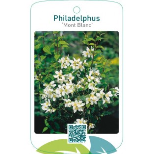 Philadelphus ‘Mont Blanc’