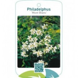 Philadelphus ‘Mont Blanc’