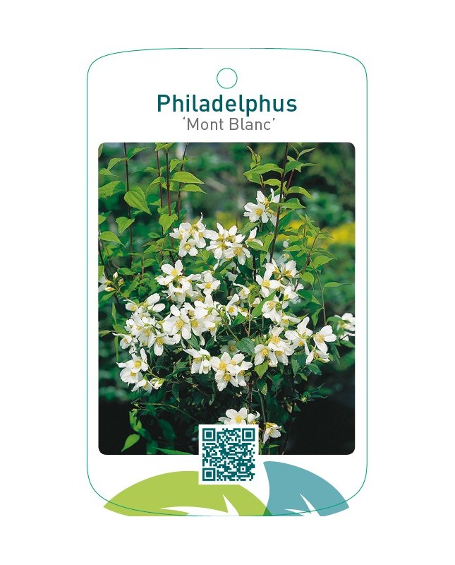Philadelphus ‘Mont Blanc’
