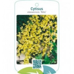 Cytisus xkewensis ‘Niki’