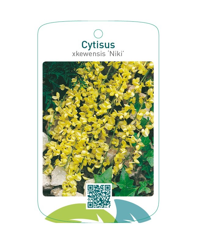 Cytisus xkewensis ‘Niki’