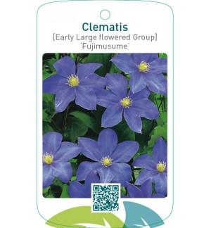 Clematis [Early Large flowered Group] ‘Fujimusume’