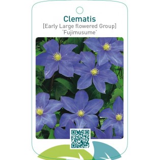 Clematis [Early Large flowered Group] ‘Fujimusume’