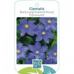 Clematis [Early Large flowered Group] ‘Fujimusume’