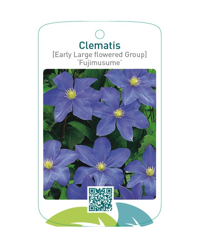 Clematis [Early Large flowered Group] ‘Fujimusume’