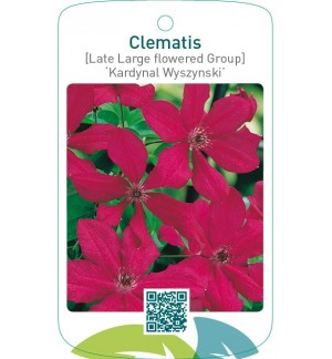 Clematis [Late Large flowered Group] ‘Kardynal Wyszynski’  *