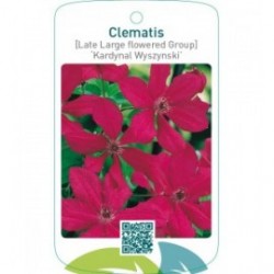 Clematis [Late Large flowered Group] ‘Kardynal Wyszynski’  *