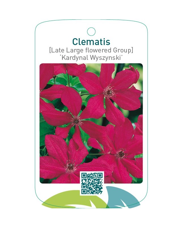 Clematis [Late Large flowered Group] ‘Kardynal Wyszynski’  *
