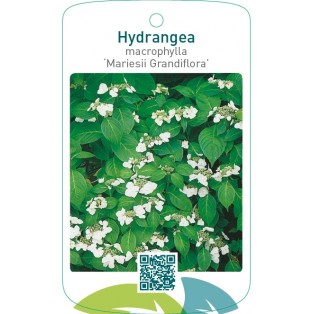 Hydrangea macrophylla ‘Mariesii Grandiflora’