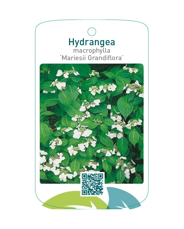 Hydrangea macrophylla ‘Mariesii Grandiflora’
