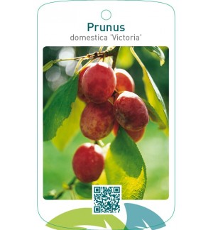 Prunus domestica ‘Victoria’