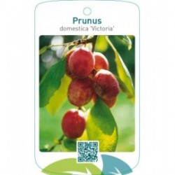 Prunus domestica ‘Victoria’