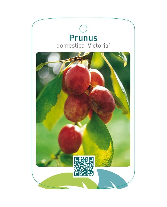 Prunus domestica ‘Victoria’