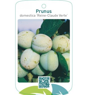 Prunus domestica ‘Reine-Claude Verte’