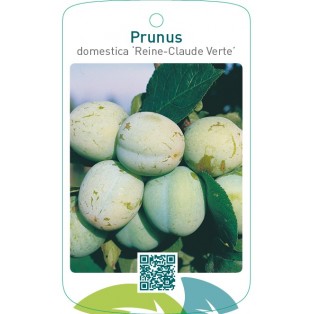 Prunus domestica ‘Reine-Claude Verte’
