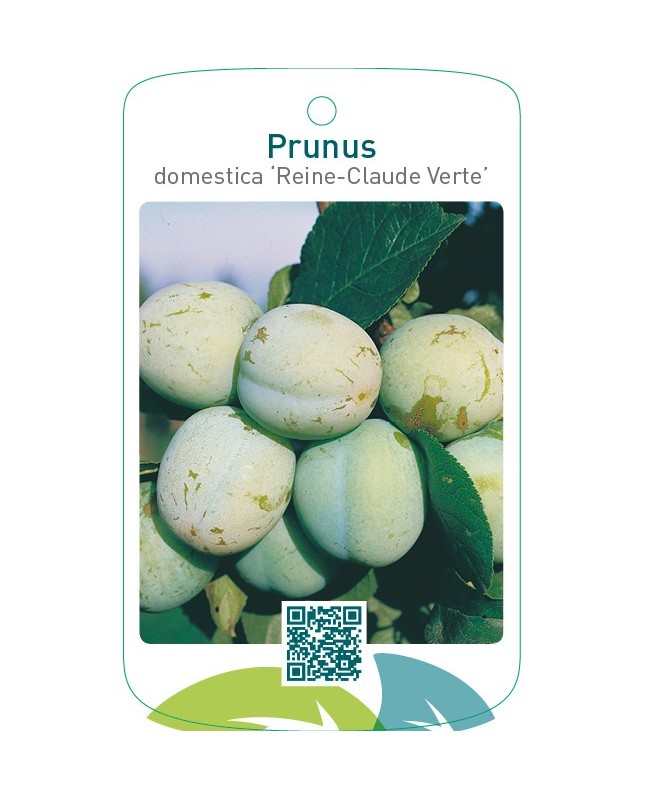 Prunus domestica ‘Reine-Claude Verte’