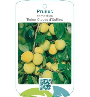 Prunus domestica ‘Reine-Claude d’Oullins’