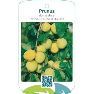 Prunus domestica ‘Reine-Claude d’Oullins’