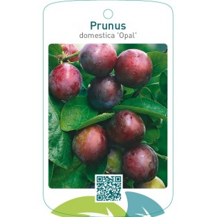Prunus domestica ‘Opal’