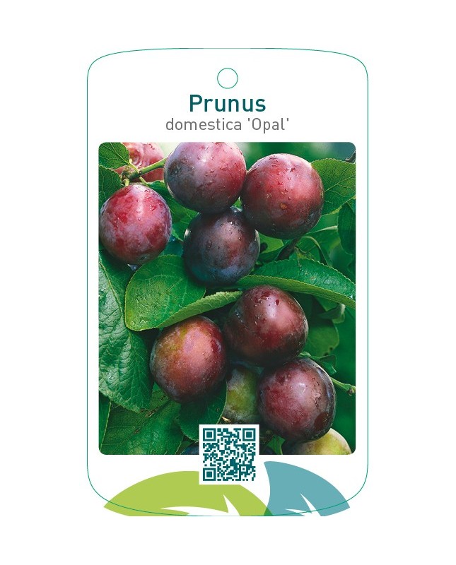 Prunus domestica ‘Opal’
