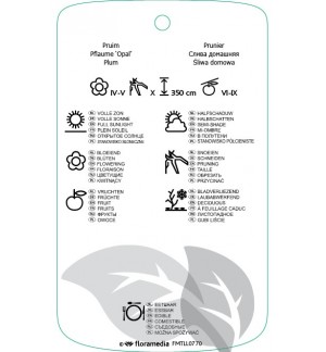 Etichette di Prunus domestica ‘Opal’ *